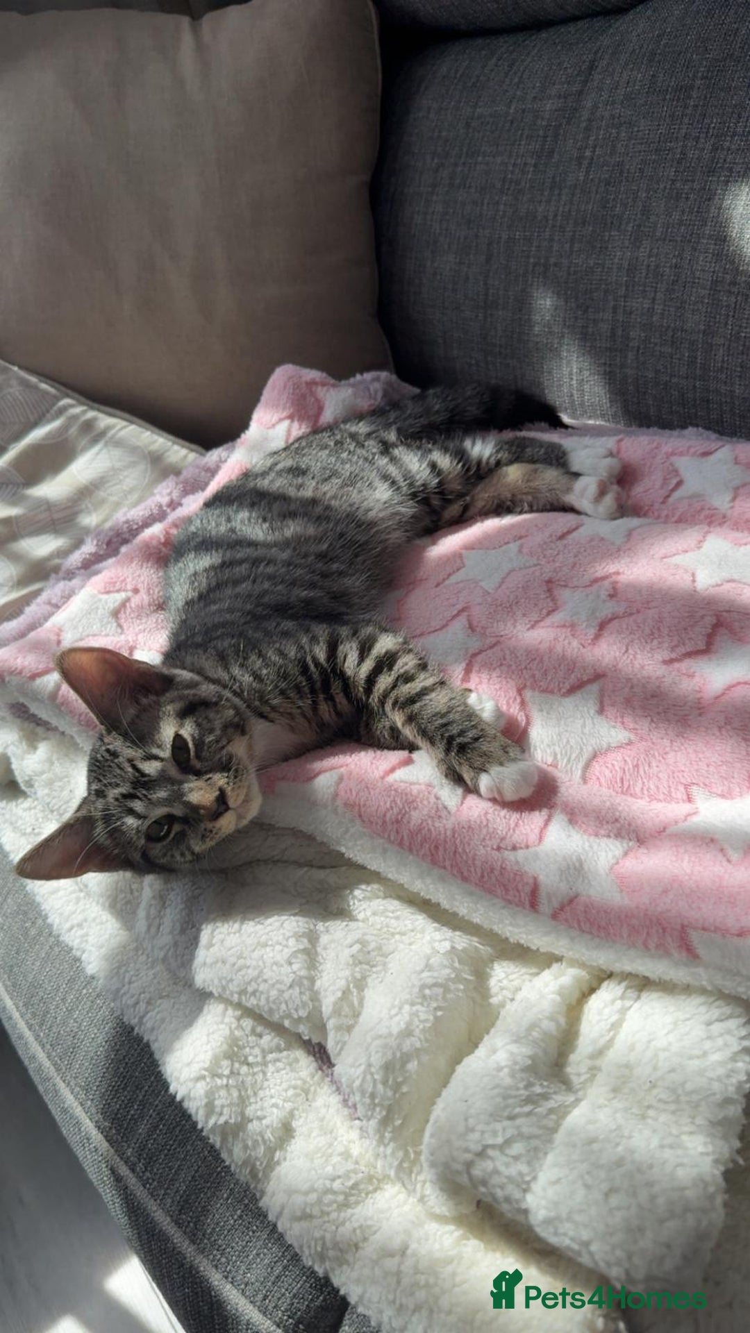 British Shorthair cats for sale: Adorable British Shorthair Kitten - Image 7