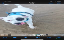 Staffordshire Bull Terrier dogs for stud: White Male Staffy for Stud (Free) - Image 16