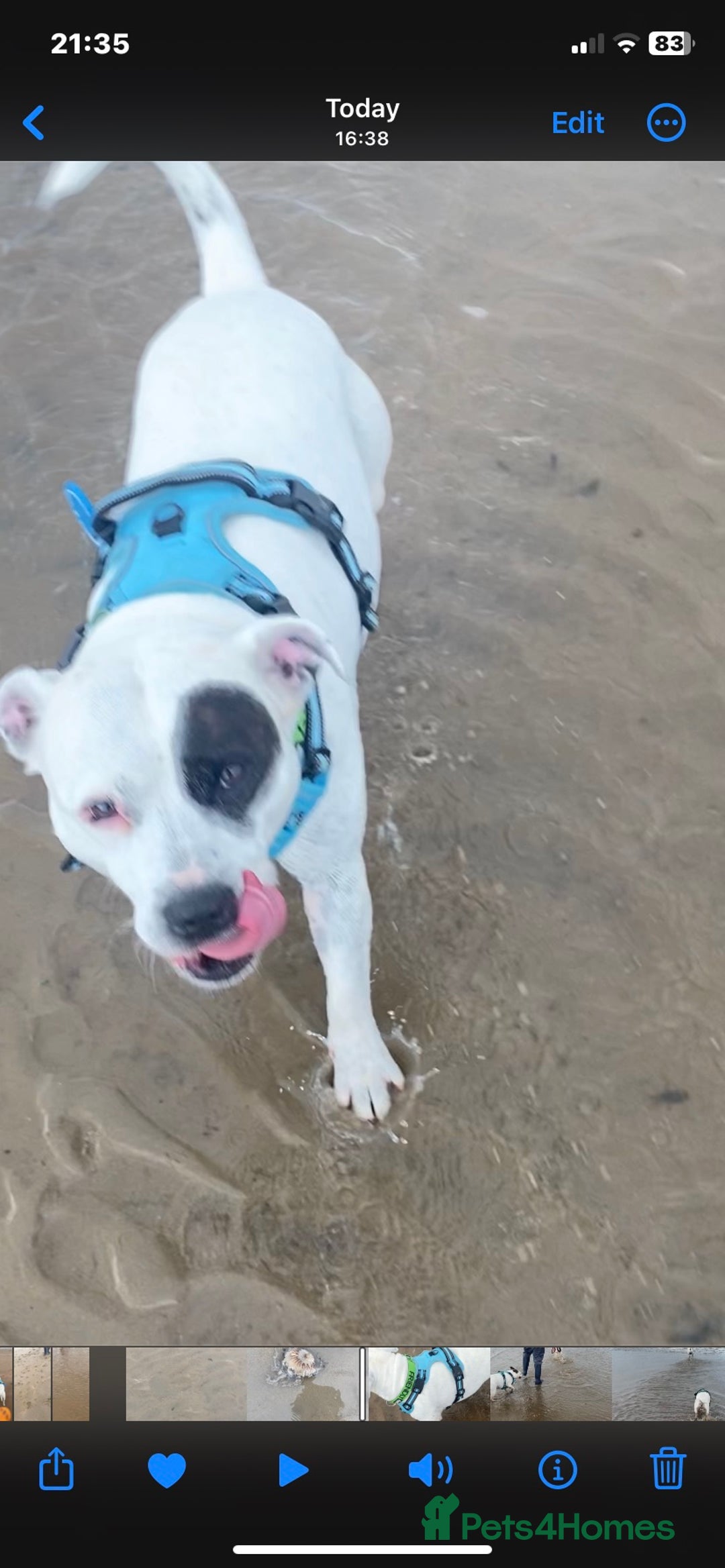 Staffordshire Bull Terrier dogs for stud: White Male Staffy for Stud (Free) - Image 16