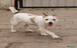 Mixed Breed dogs for adoption: 💖🐶 FAY 🐶💖 - Image 9