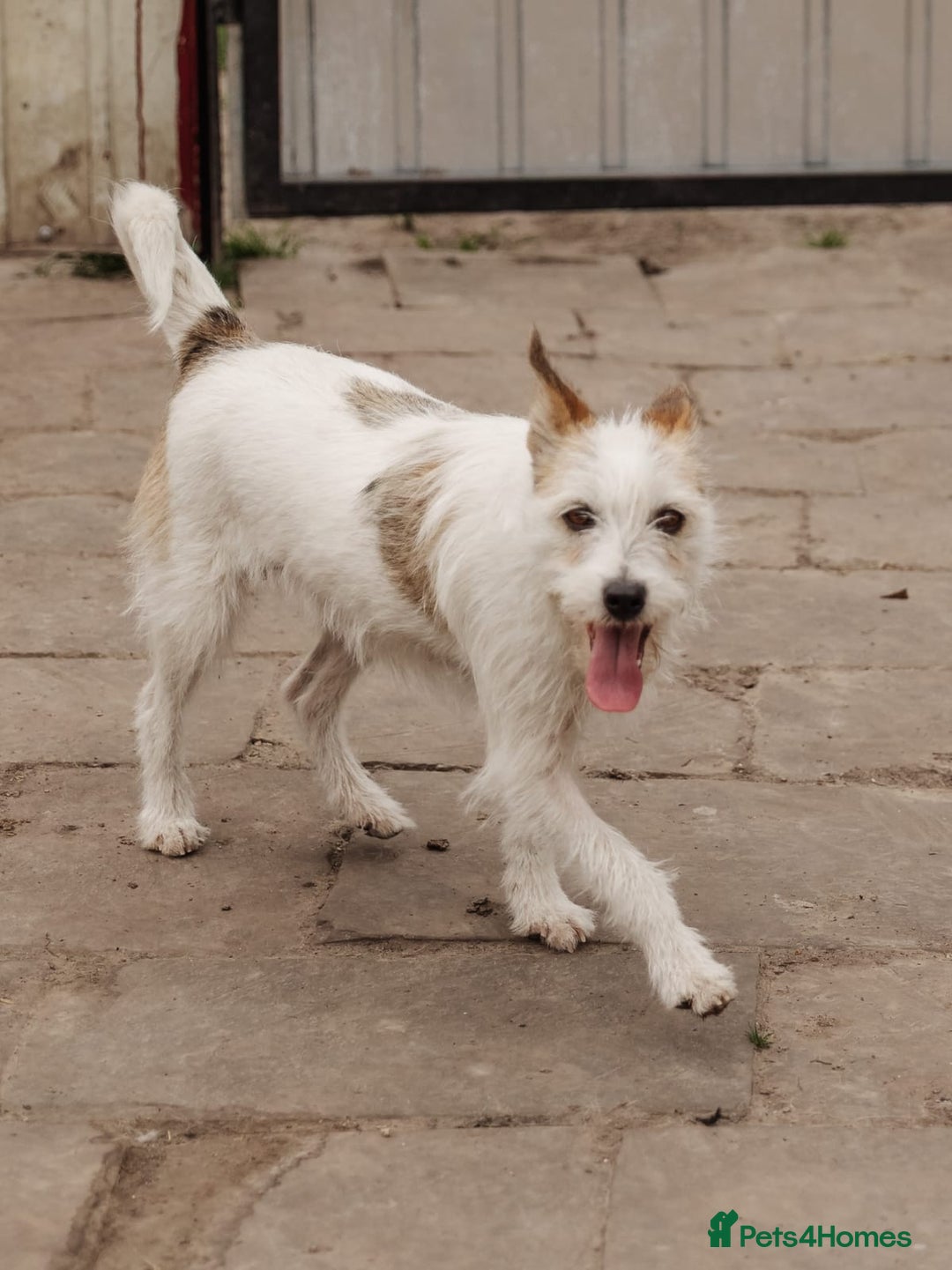 Mixed Breed dogs for adoption: 💖🐶 FAY 🐶💖 - Image 9