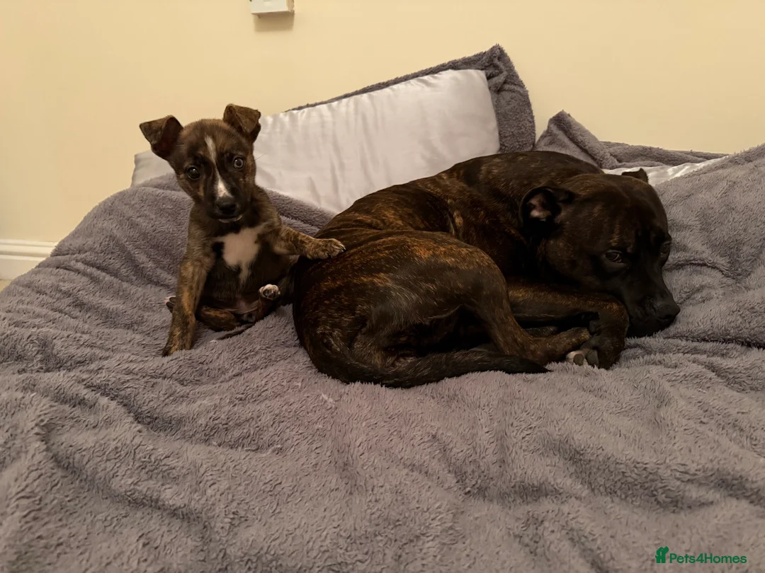 Mixed Breed dogs for sale: 11 Week Staffy and Husky Cross - Advert 7