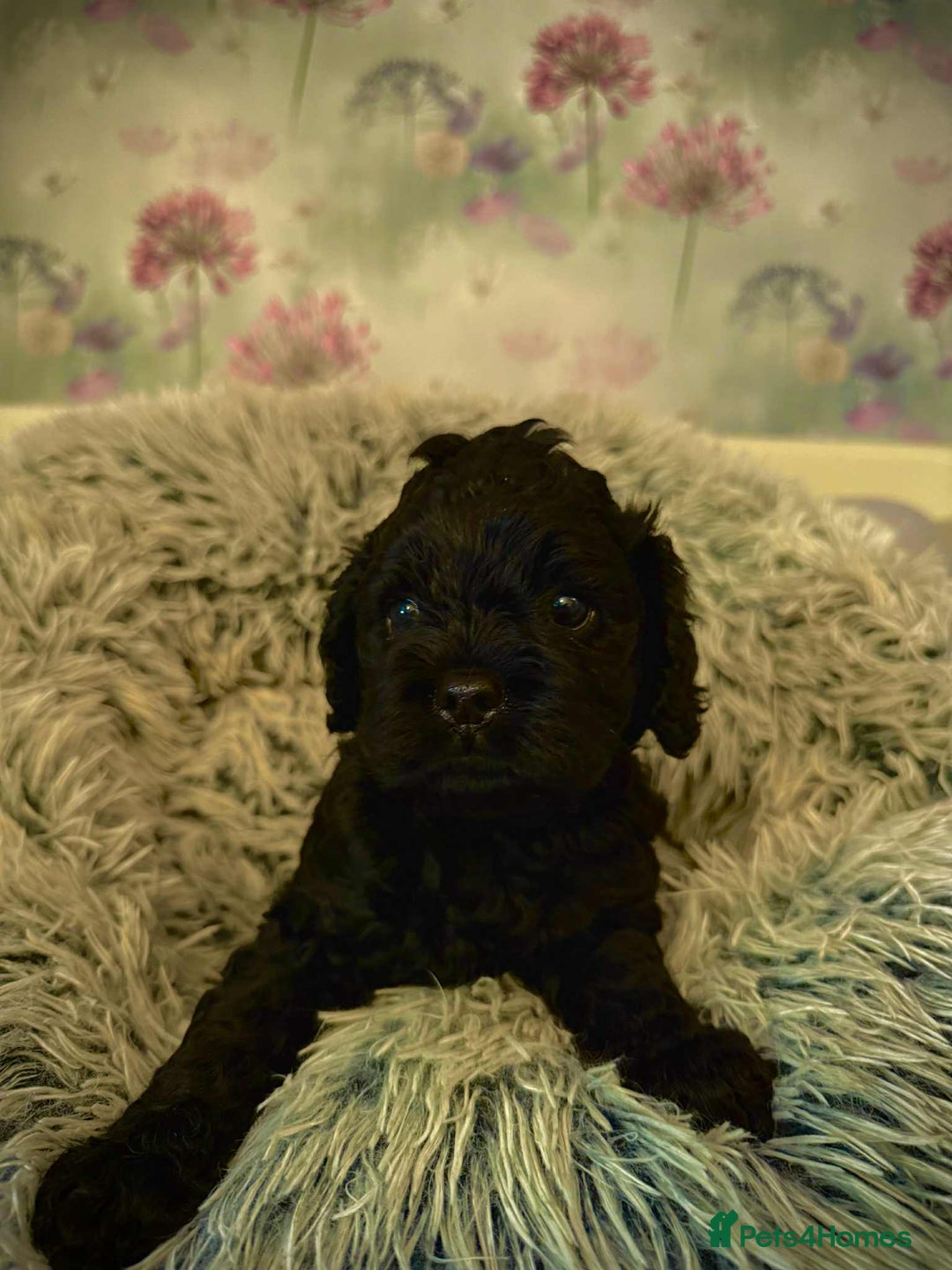 Mixed Breed dogs for sale: 💜💛🧡 PREMIUM CAVAPOOS READY TO GO 💜💛🧡 - Image 9