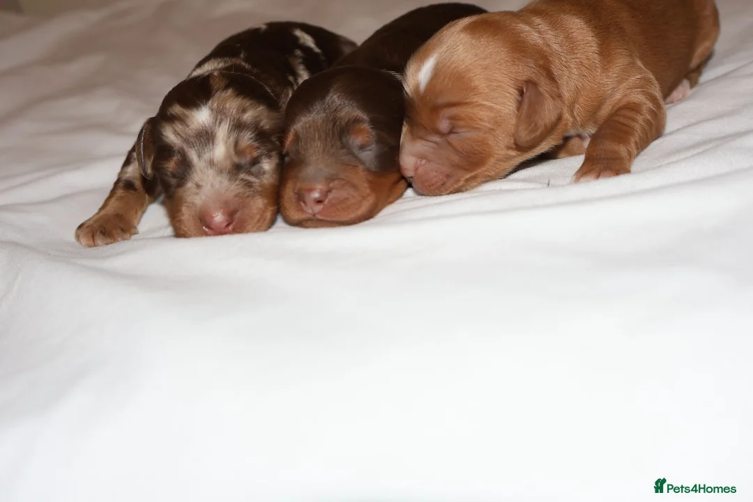 Cockapoo dogs for sale: Exceptional cockapoo puppies  - Advert 6