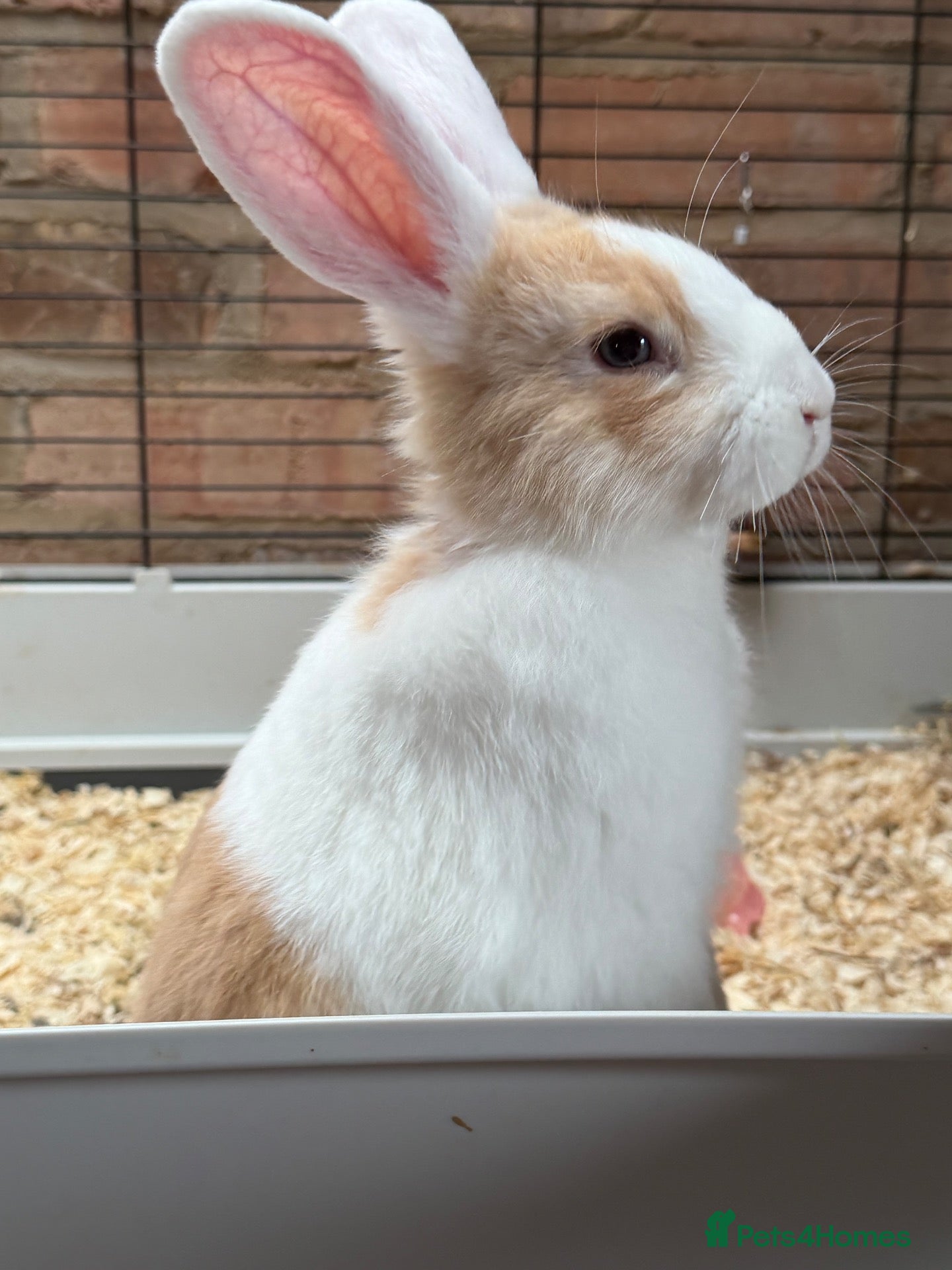 Mini Lop rabbits Holland lop X Angora ***ready to leave**** - Advert 2