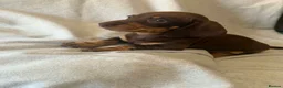 Dachshund dogs for sale: Miniature dachshund    - Advert 7