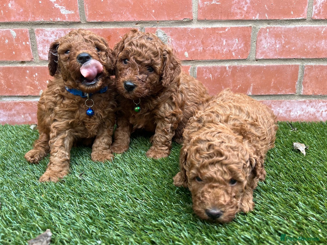 Toy Poodle dogs for sale: Adorable Deep Red Toy Poodle Puppies Available! 🐾 - Image 6