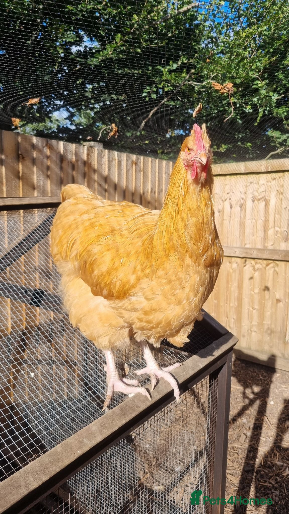 Chickens poultry Buff Orpington Cockerels  - Advert 1