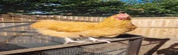 Chickens poultry for sale: Buff Orpington Cockerels  - Advert 1