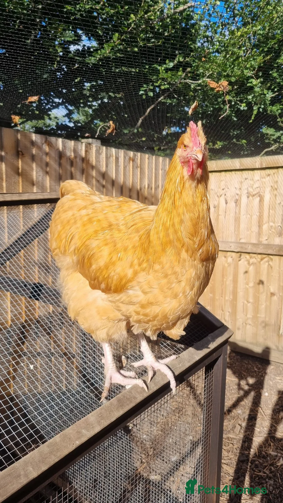 Chickens poultry for sale: Buff Orpington Cockerels  - Advert 1