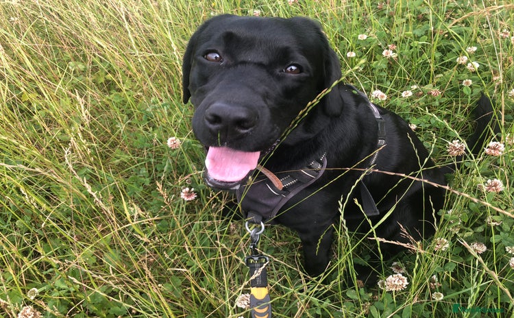 Labrador Retriever dogs KC Reg Labrador puppies due Dec - Advert 1