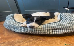 Border Collie dogs for sale: Gorgeous Sheep Dog Pups  - Image 13