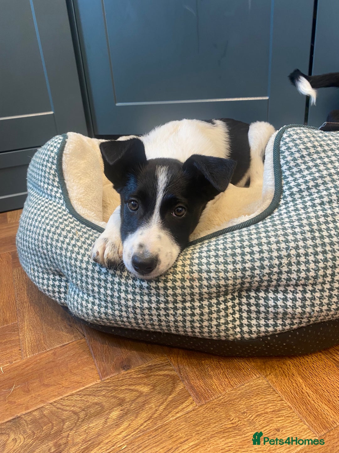 Border Collie dogs for sale: Gorgeous Sheep Dog Pups  - Image 13