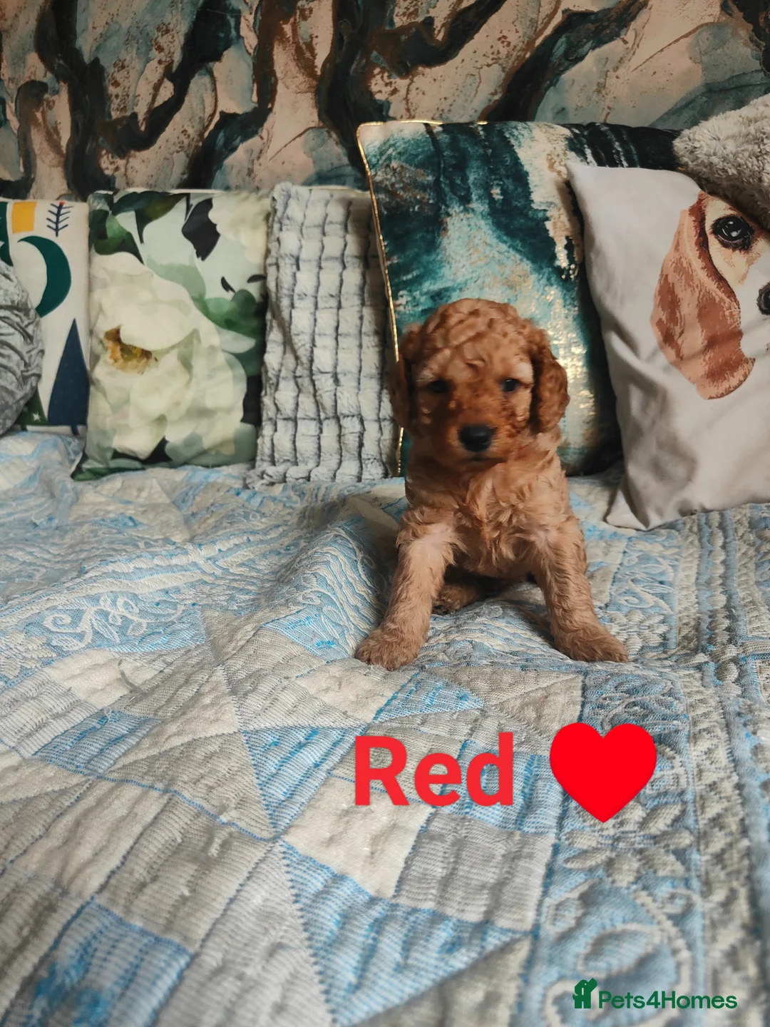 Cockapoo dogs for sale: Litter Cockapoo  in Maidenhead - Advert 2