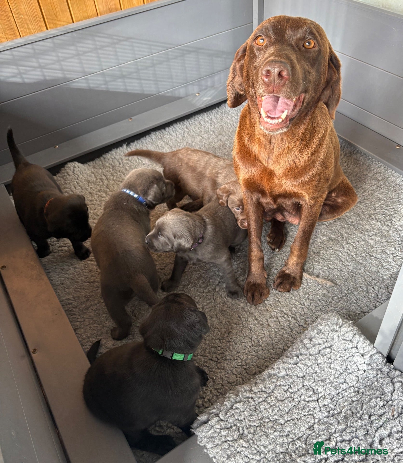 Labrador Retriever dogs Gorgeous, Chunky KC Labs - Advert 2
