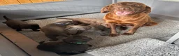 Labrador Retriever dogs for sale: Gorgeous, Chunky KC Labs - Advert 2