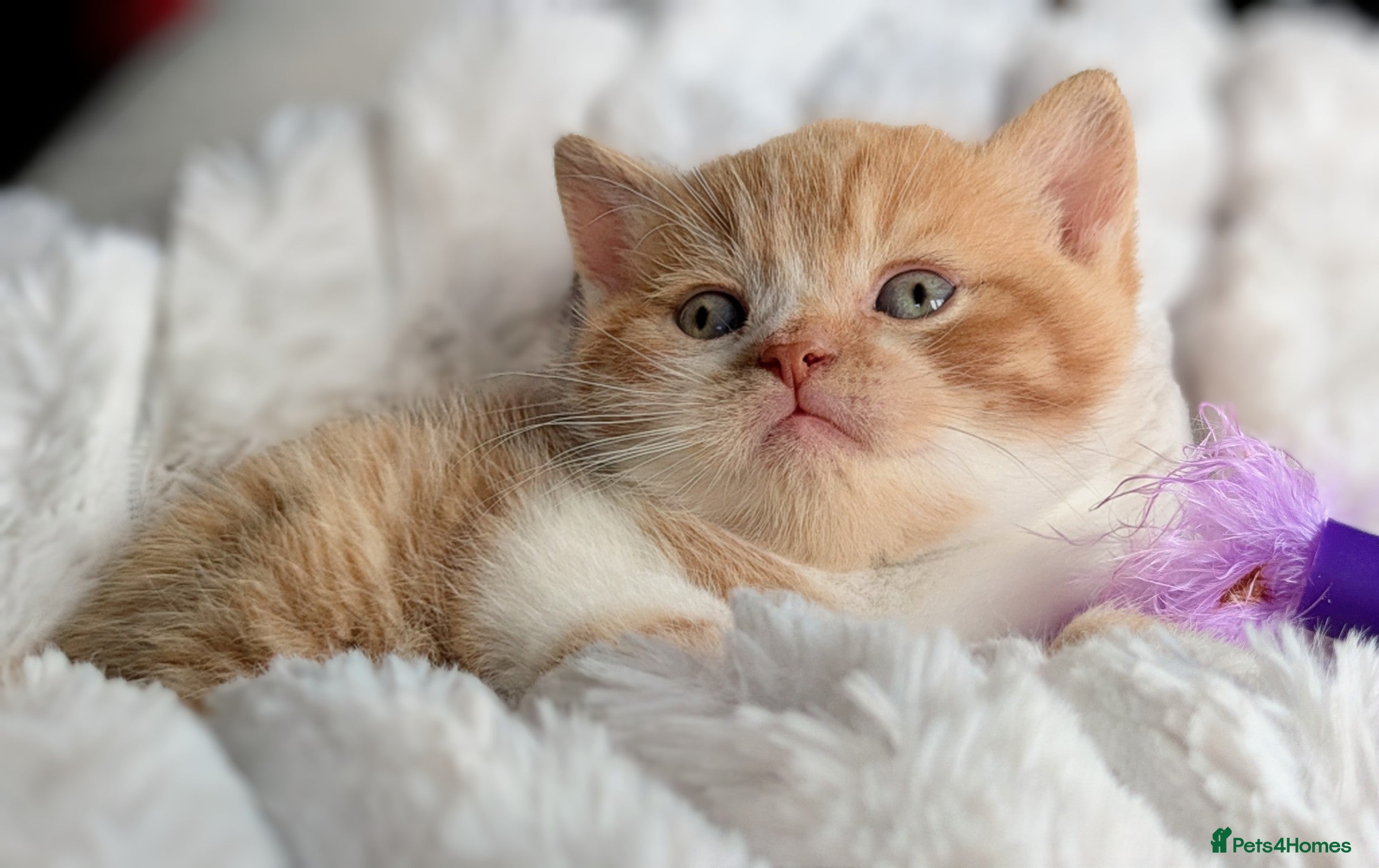 British Shorthair cats Gorgeous British shorthair kittens  - Advert 2
