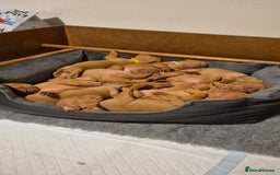 Hungarian Vizsla dogs for sale: Stunning litter KC registered Hungarian Puppy's  - Image 8