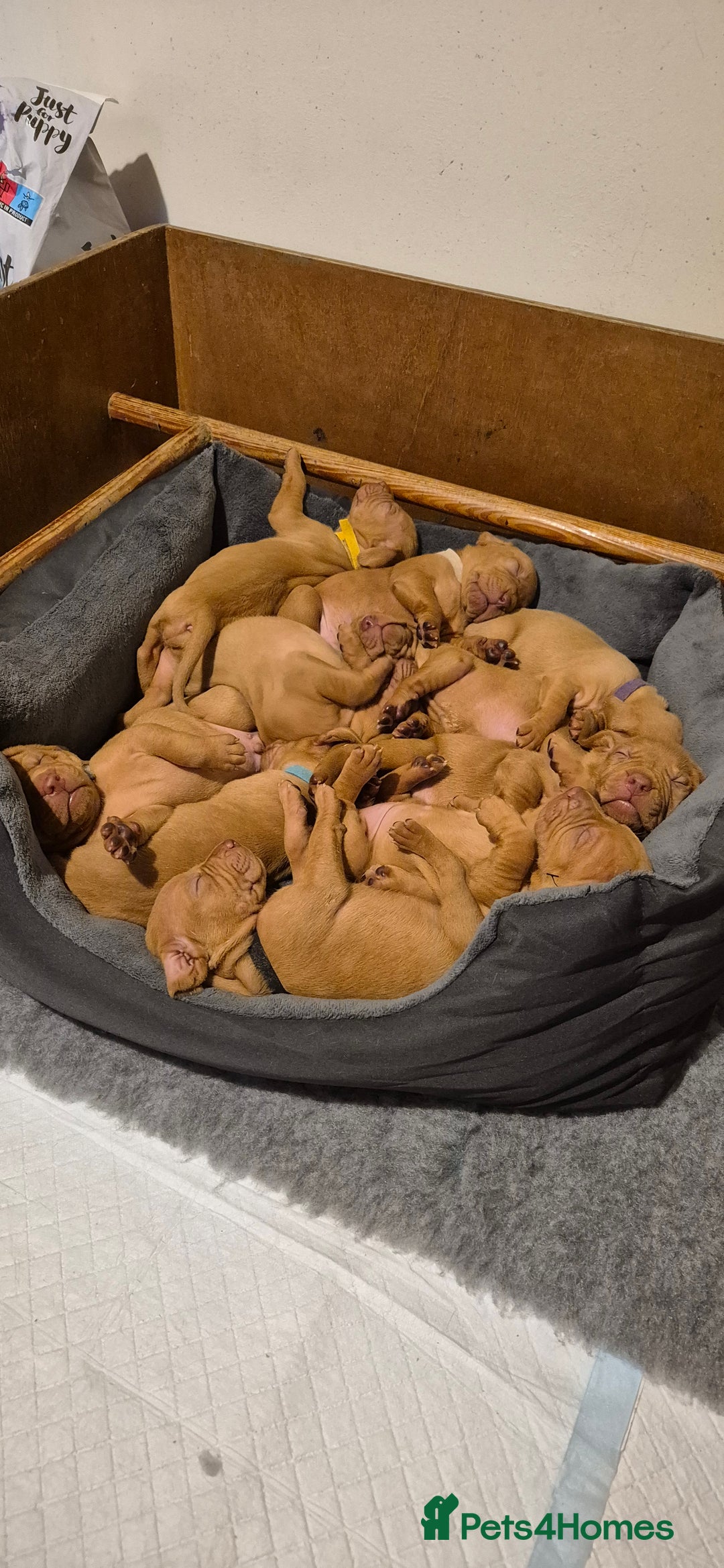 Hungarian Vizsla dogs for sale: Stunning litter KC registered Hungarian Puppy's  - Image 8