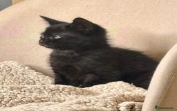Mixed Breed cats for sale: Gorgeous kittens ready to leave now!  - Image 7
