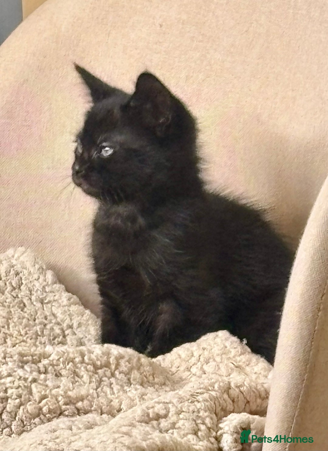 Mixed Breed cats for sale: Gorgeous kittens ready to leave now!  - Image 7