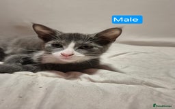 Russian Blue cats for sale: 2 Beautiful Russian Blue X kittens - Image 7