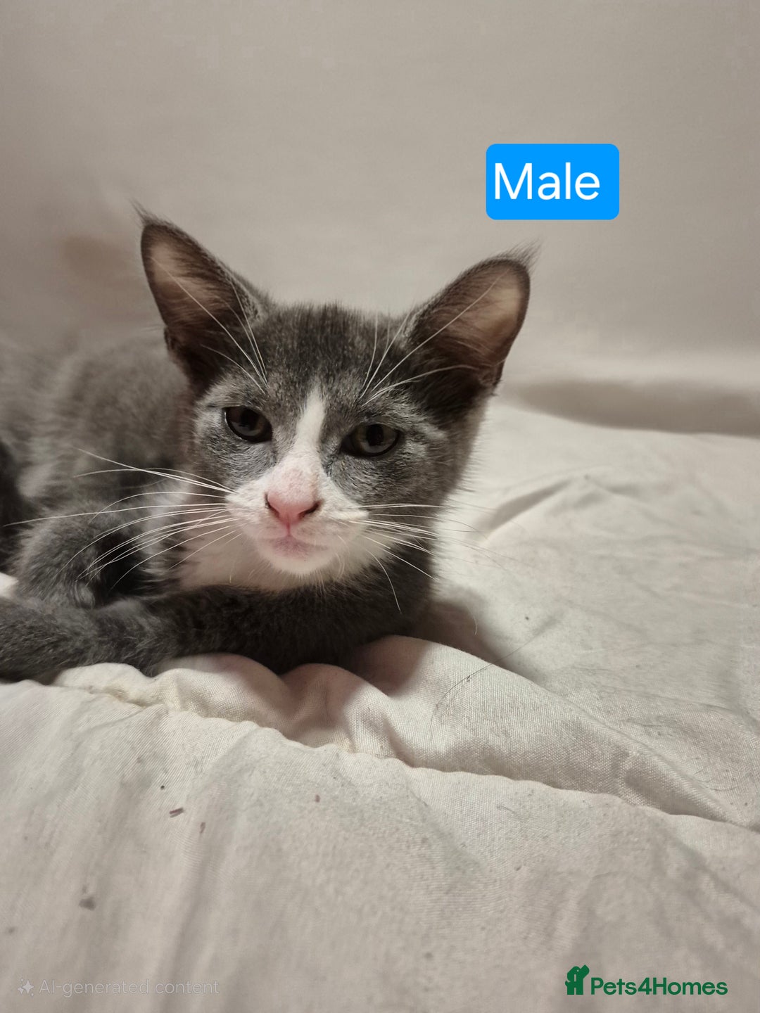 Russian Blue cats for sale: 2 Beautiful Russian Blue X kittens - Image 7