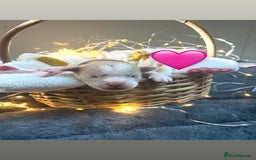 Olde English Bulldogge dogs for sale: STUNNING NEBBR OLDE ENGLISH BULLDOGGE PUPPIES in Epping - Image 19