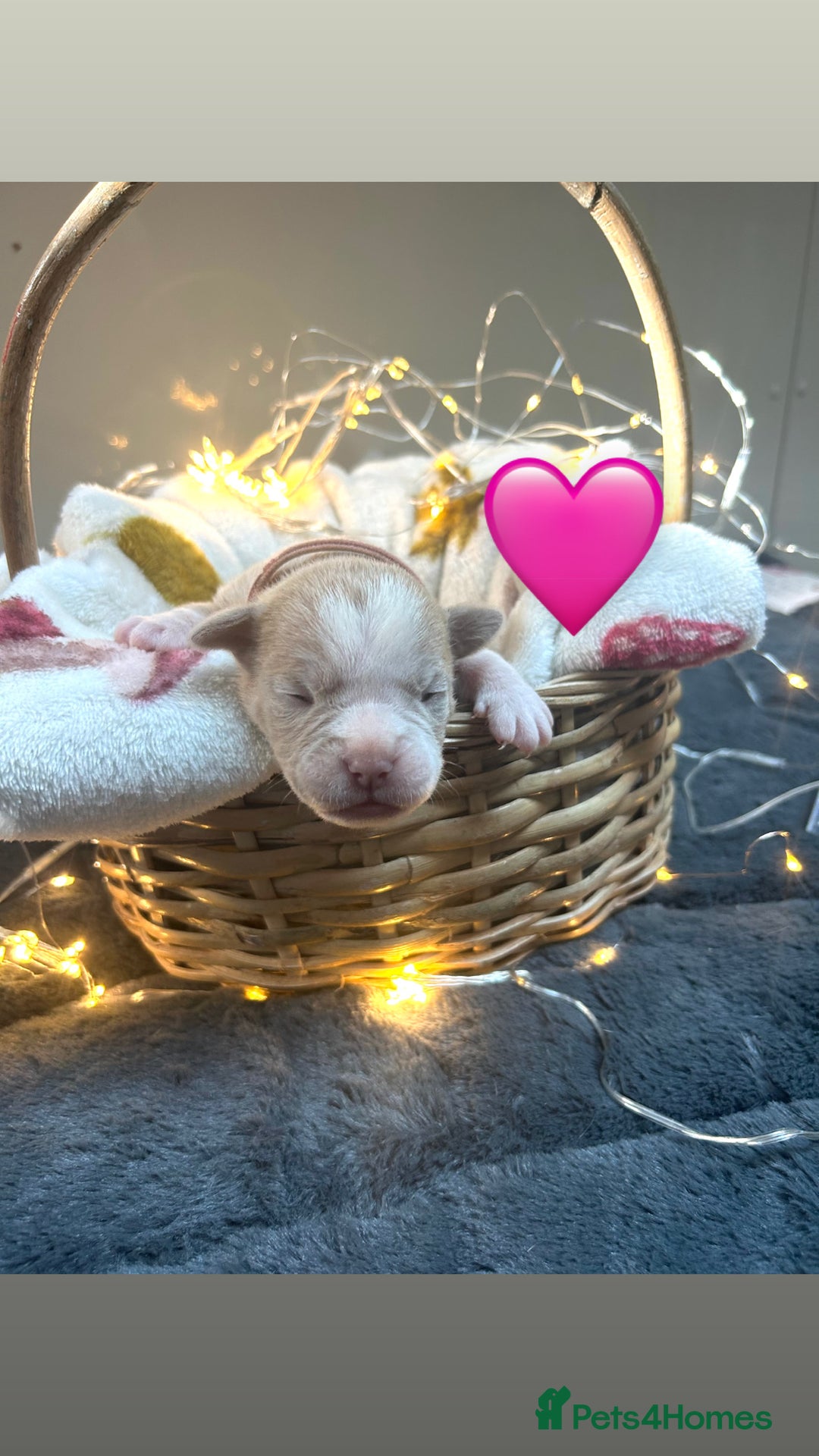 Olde English Bulldogge dogs for sale: STUNNING NEBBR OLDE ENGLISH BULLDOGGE PUPPIES in Epping - Image 19