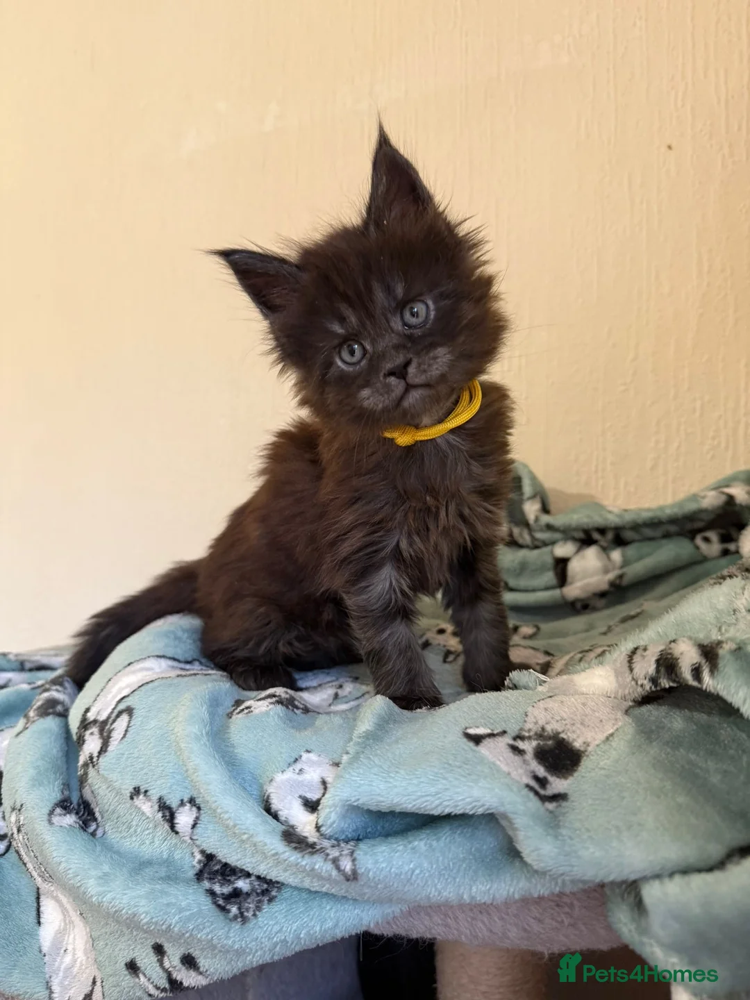 Maine Coon cats for sale: Pedigree Tica Russian Import line Maine Coons - Advert 7