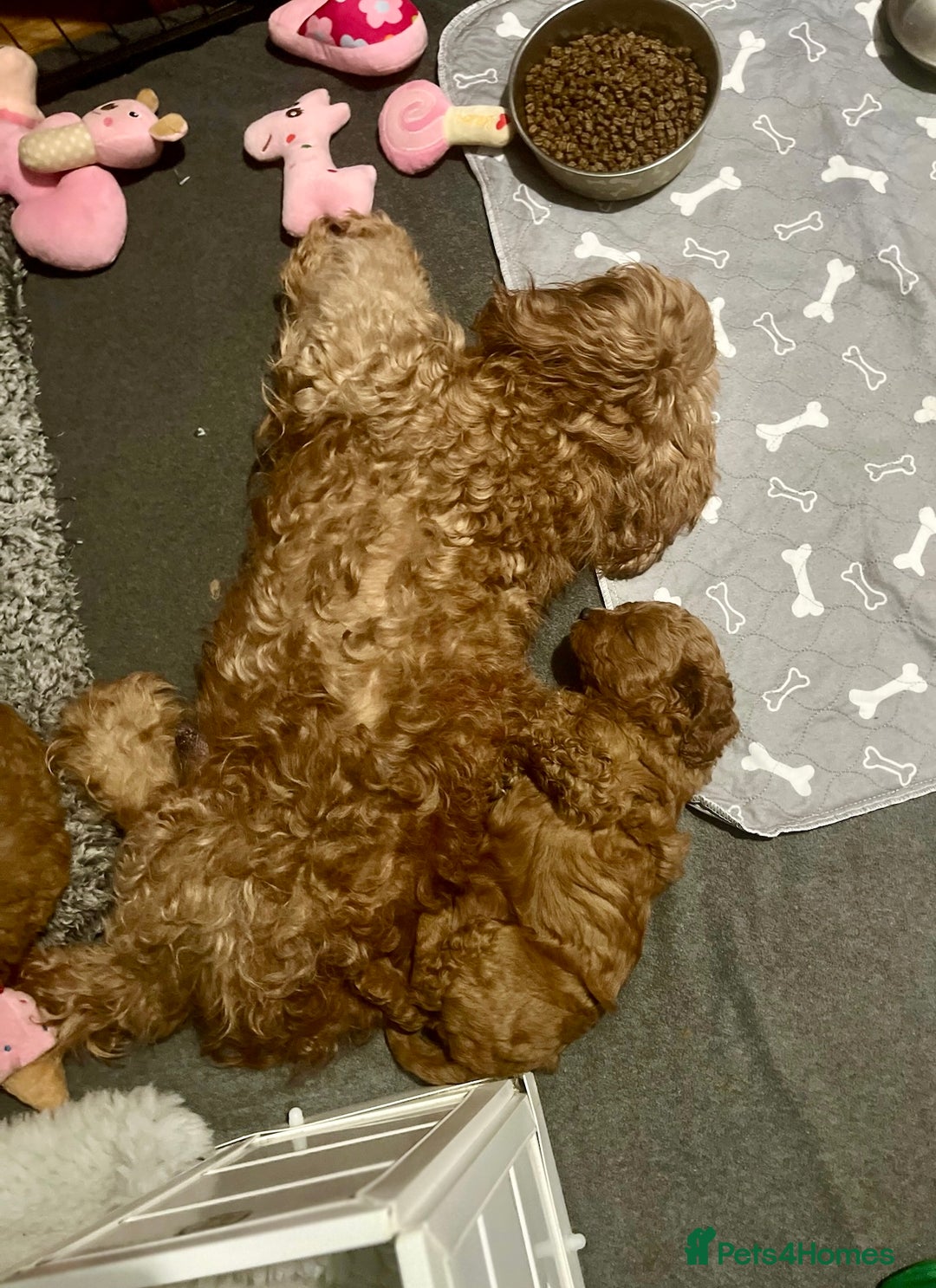 Cavapoo dogs for sale: Playful, affectionate, red Cavapoo puppies  - Image 9