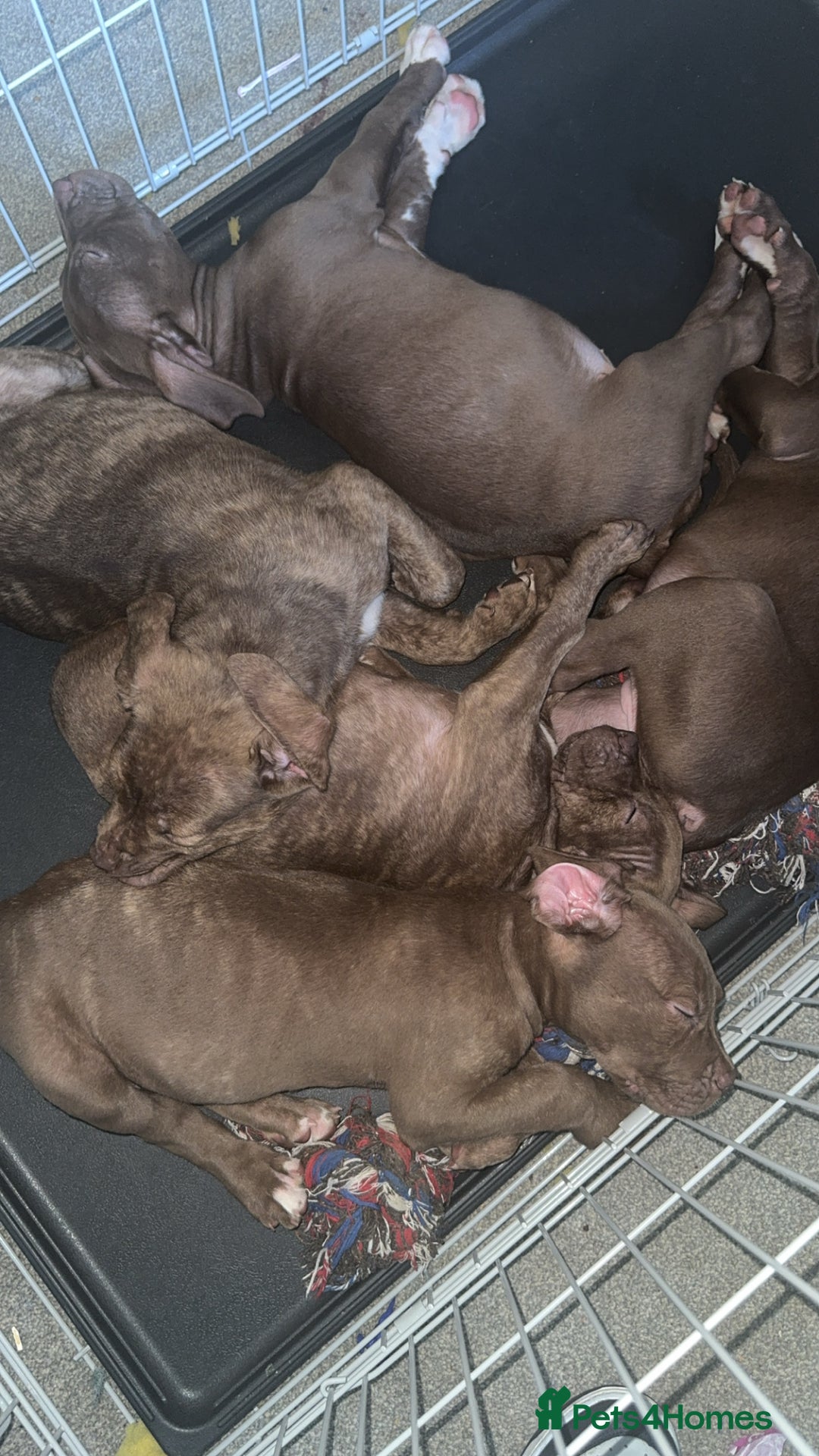 American Bulldog dogs for sale: American bulldog puppies for sale  - Image 2
