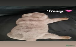 English Bulldog dogs for sale: English bulldog puppies  - Image 2