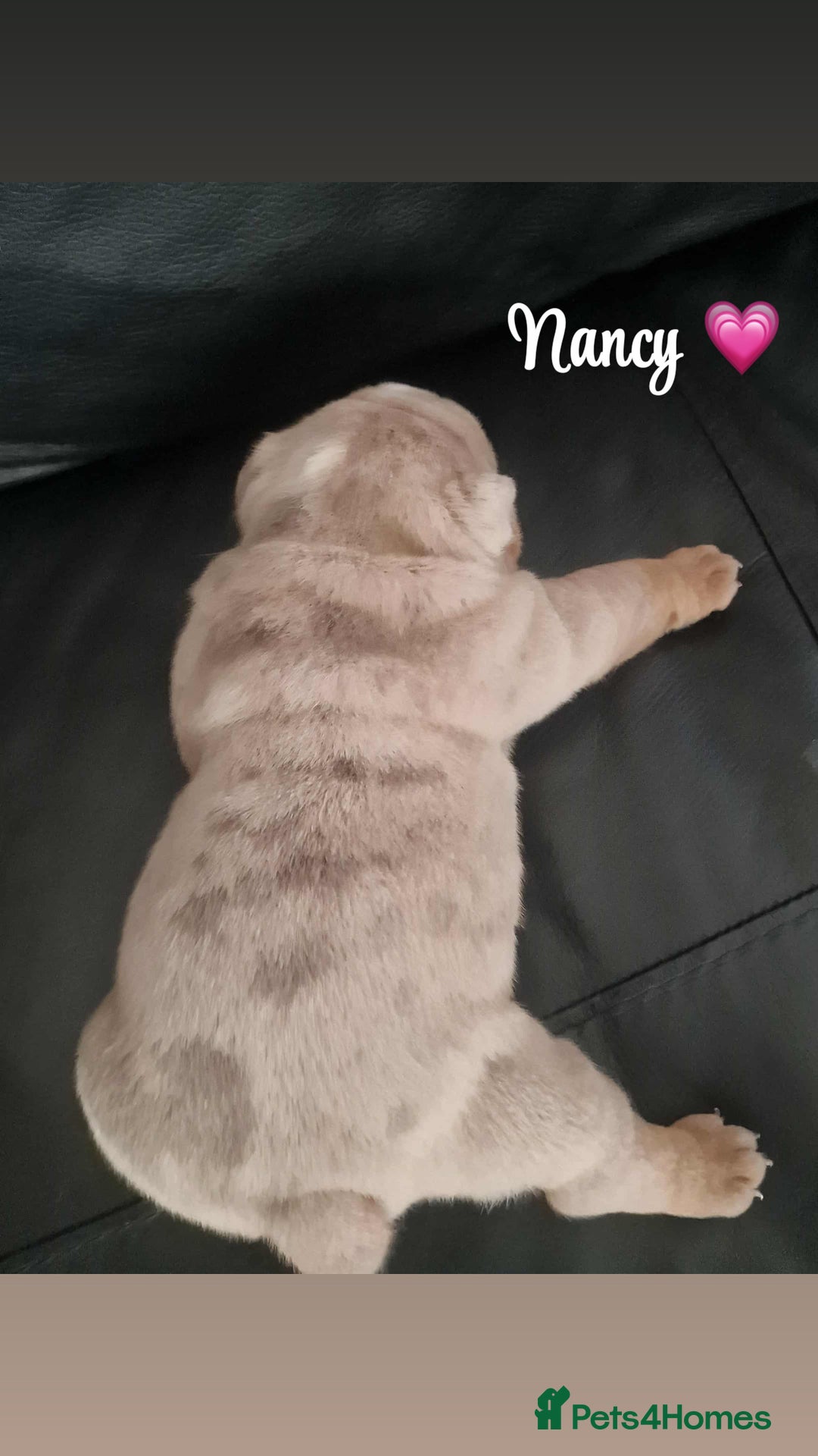 English Bulldog dogs for sale: English bulldog puppies  - Image 2