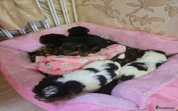 Yorkshire Terrier dogs for sale: 5 yorkies - Image 1