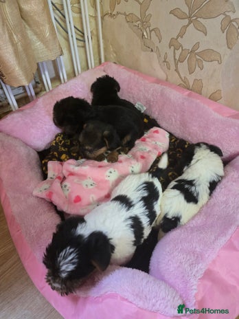 Yorkshire Terrier dogs - Advert 2