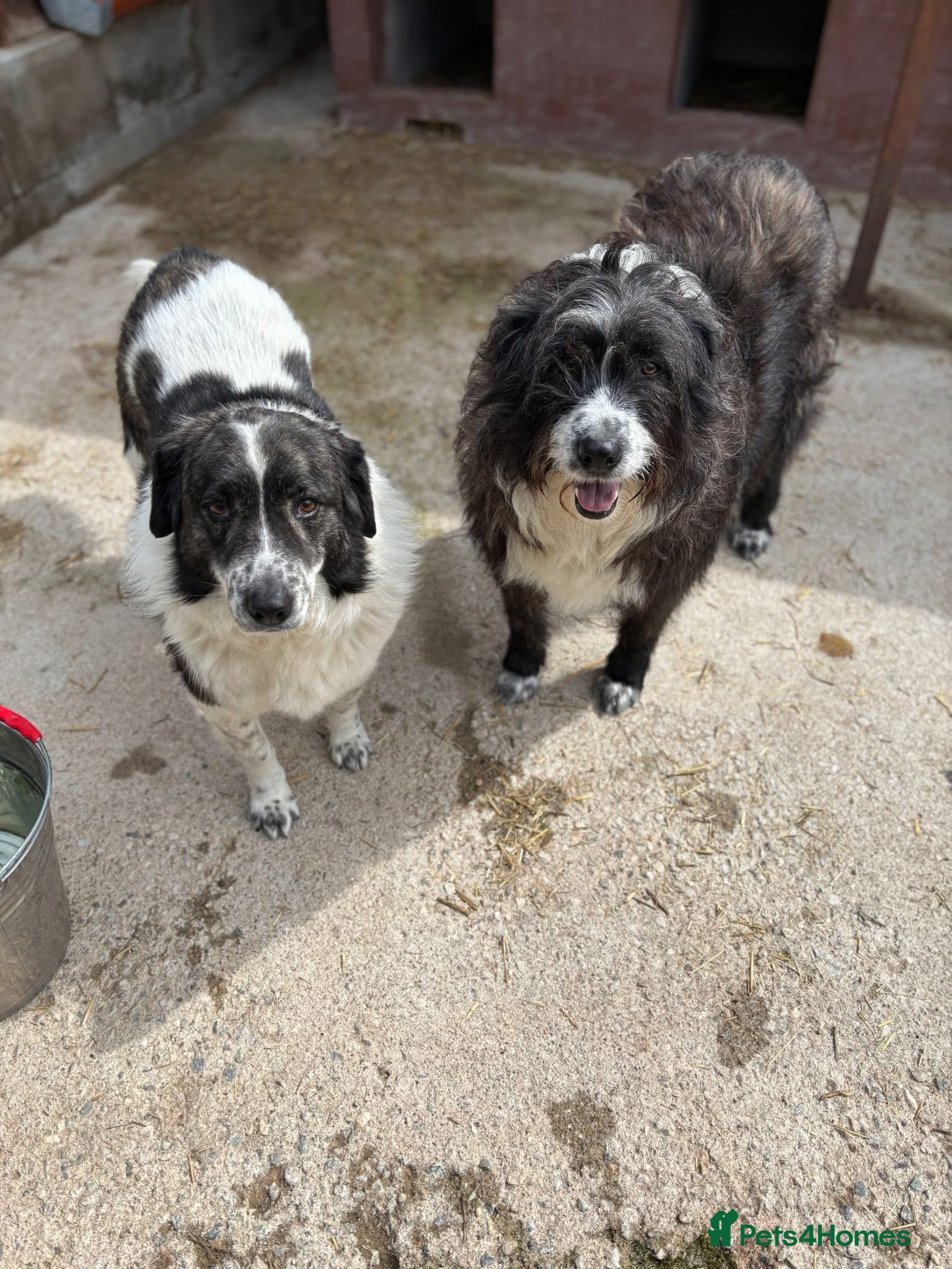 Mixed Breed dogs Xin and Yedda - Bonded Pair desperate for a home! - Advert 23