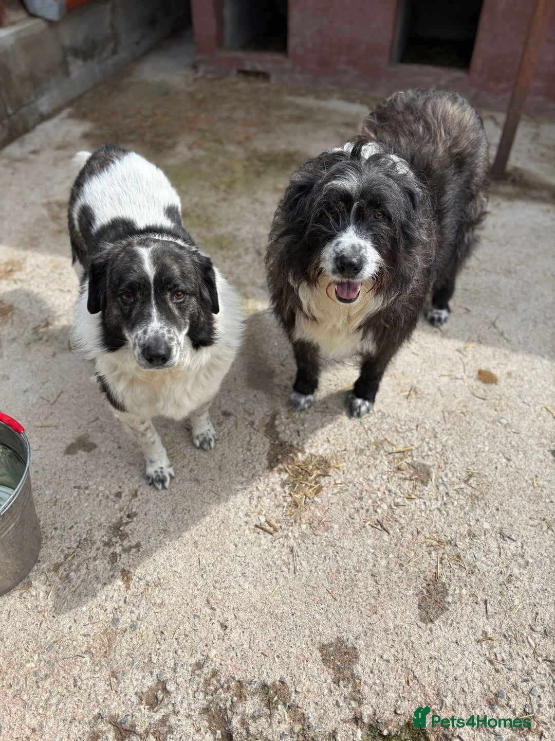 Mixed Breed dogs for adoption: Xin and Yedda - Bonded Pair desperate for a home! - Advert 1