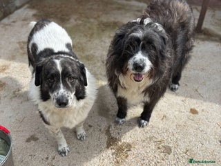 Mixed Breed dogs Xin and Yedda - Bonded Pair desperate for a home! - Advert 5