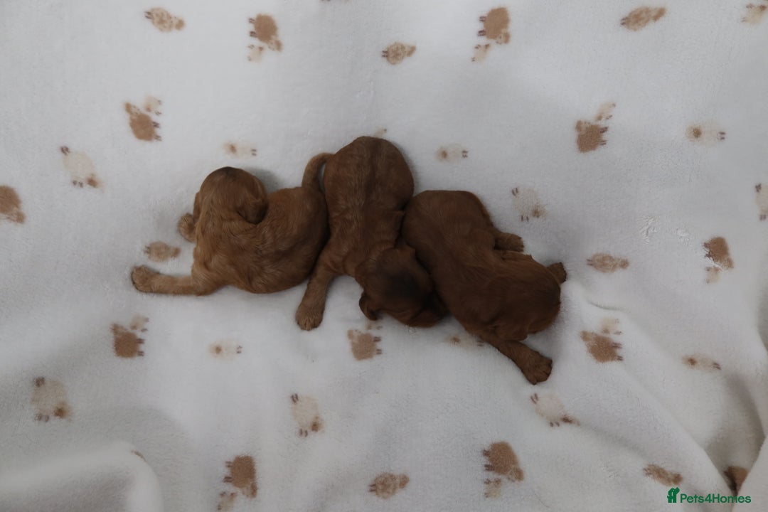 Cockapoo dogs for sale: 8 F1 Cockapoos available  - Advert 5