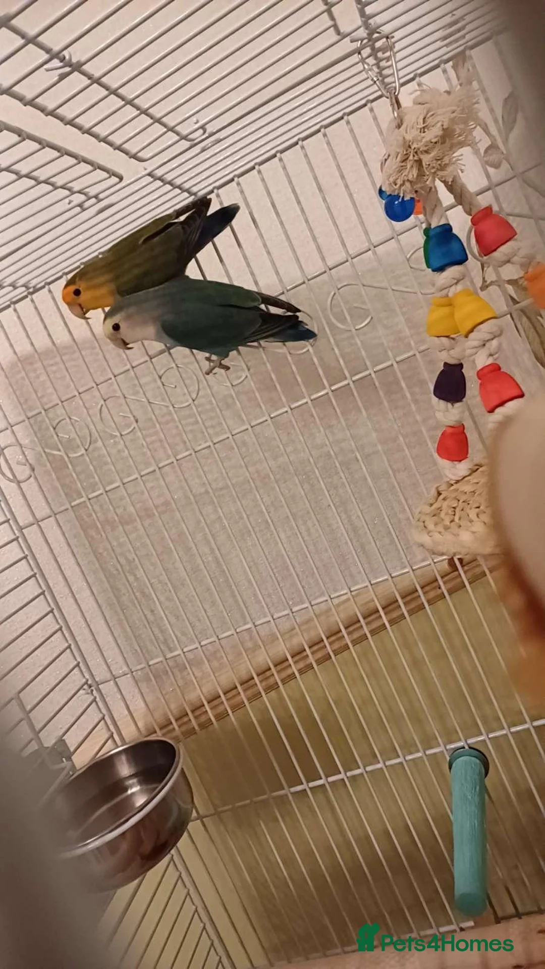 Lovebirds birds for sale: TWO LOVELY LOVEBIRDS LOOKING FOR A NEW HOME in Brigg - Advert 2