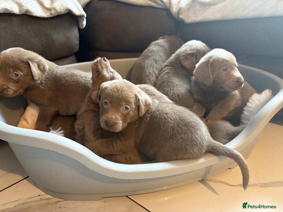 Labrador Retriever dogs for sale: Silver Labrador retriever puppies - Advert 23