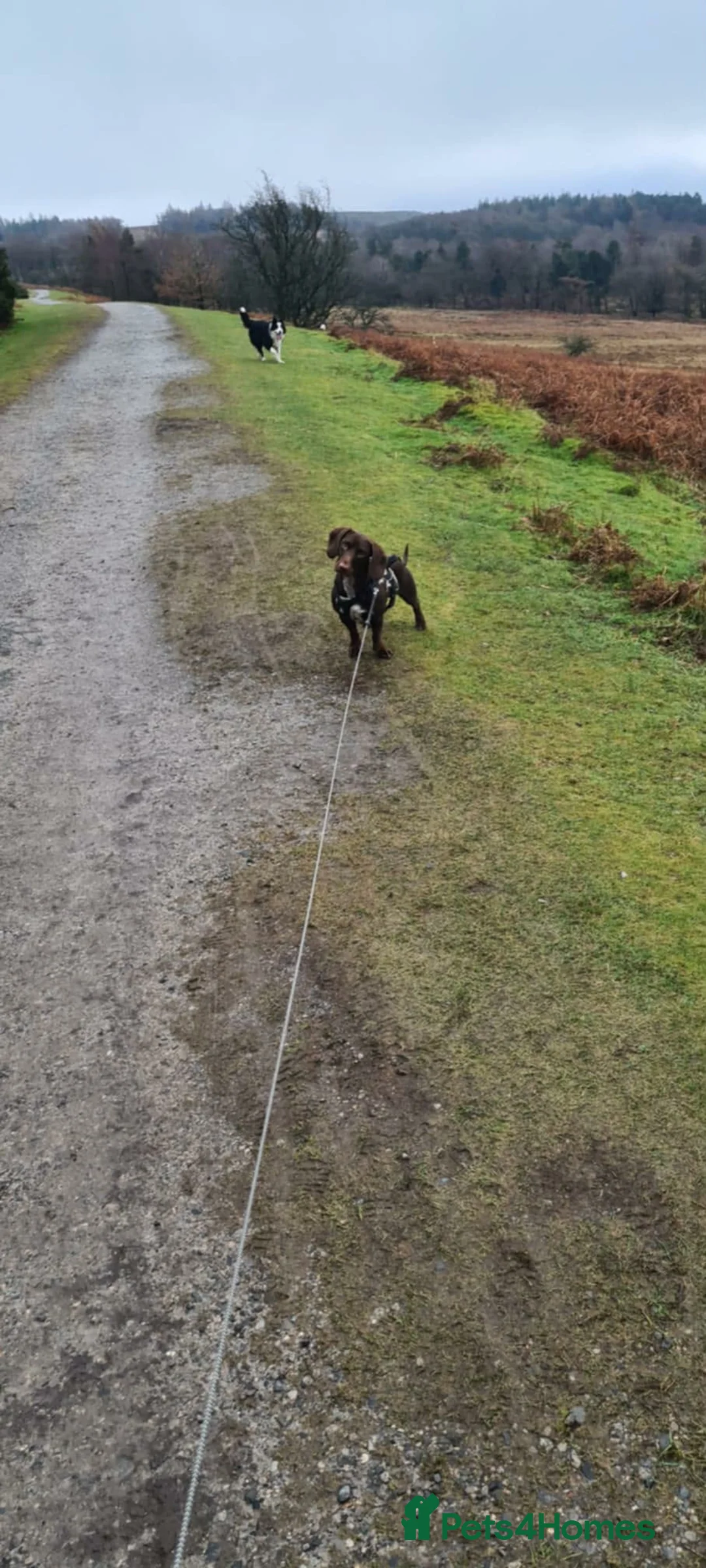 Mixed Breed dogs for sale: Dachshund cross springer 1 year old!  - Advert 3
