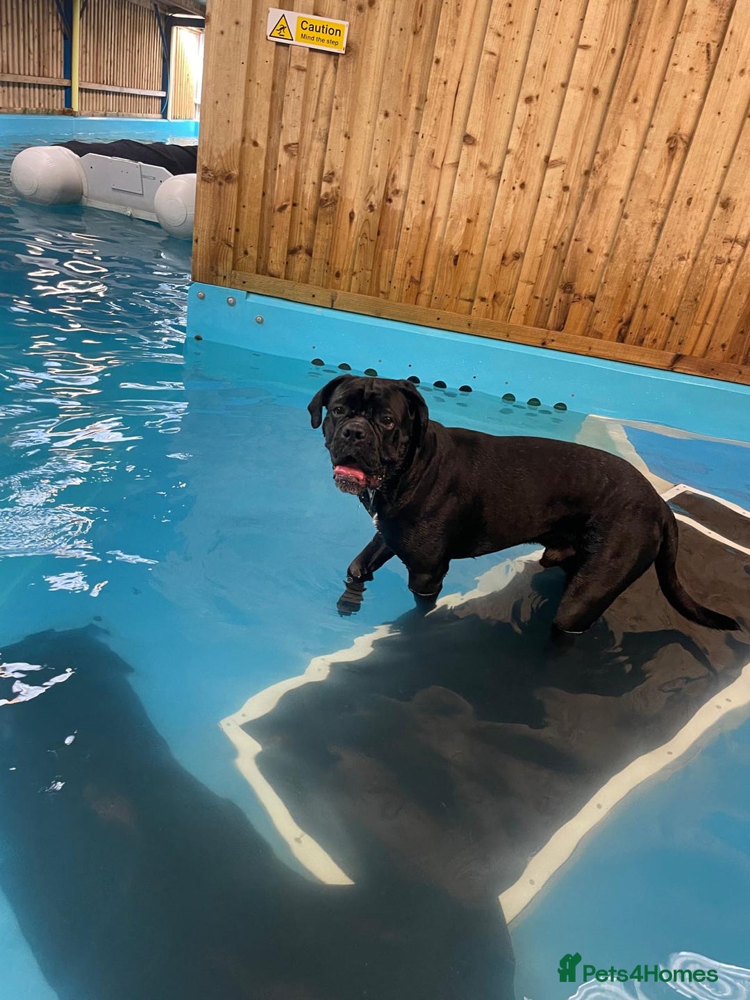 Cane Corso dogs for sale: Klaus the cane corso - Image 3