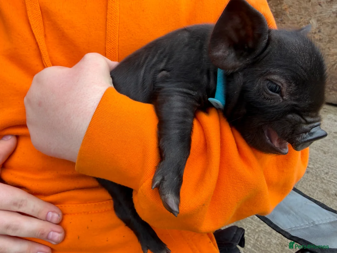Pig livestock for sale: Kunekune piglets for sale  - Advert 2