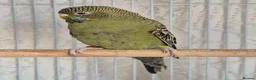 Budgerigars birds for sale: Hen Black Face - Advert 1