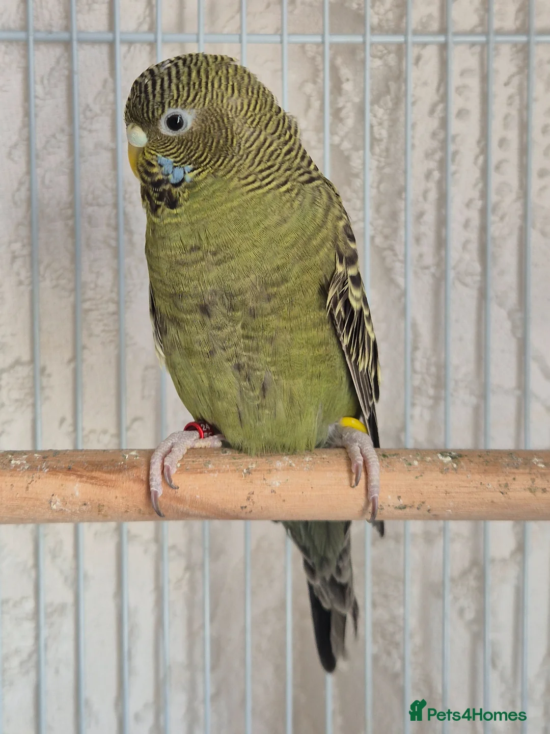 Budgerigars birds for sale: Hen Black Face - Advert 1