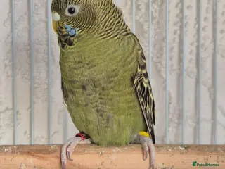 Budgerigars birds Hen Black Face - Advert 4