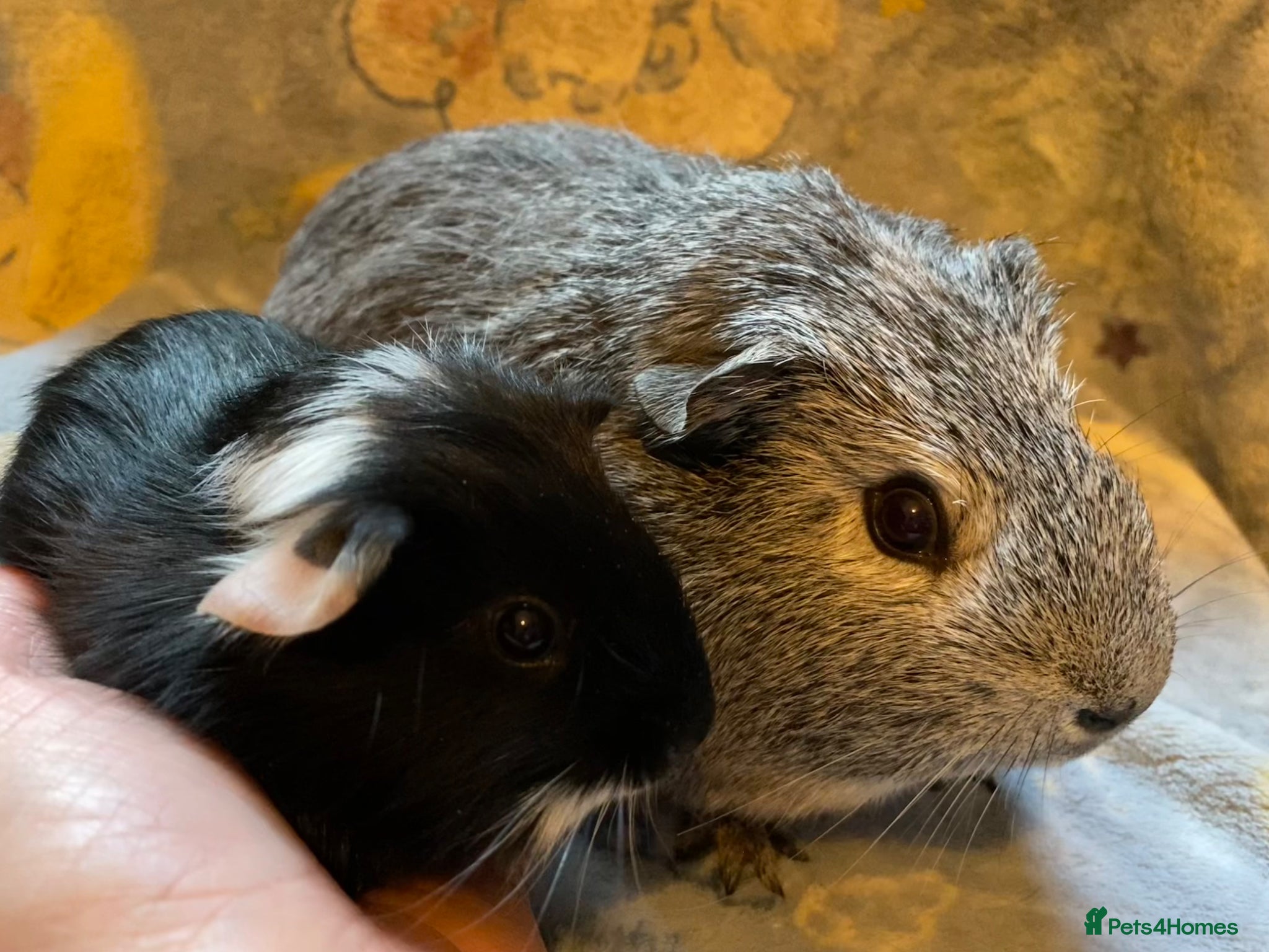 Guinea Pig rodents Gorgeous guinea pigs - Advert 2