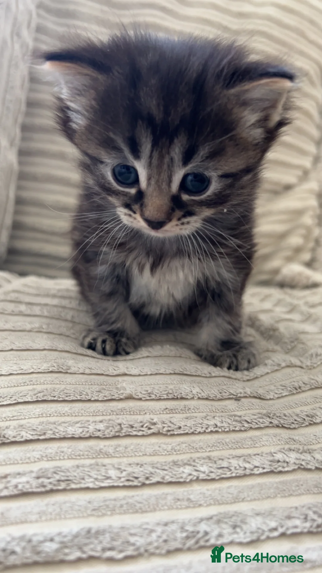Mixed Breed cats for sale: Adorable mixed breed Mainecoon kitten  - Advert 1